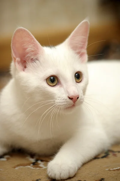 Komik beyaz kedi — Stok fotoğraf