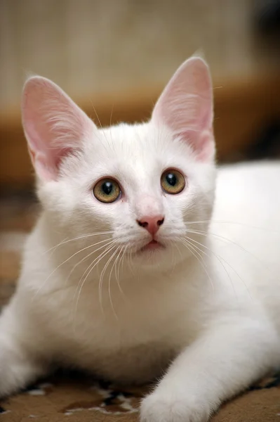 재미 있는 흰 고양이 — 스톡 사진