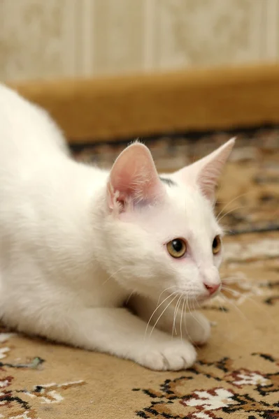 Смешной белый котенок — стоковое фото