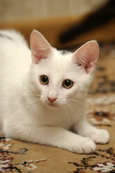 Lustige weiße Kätzchen — Stockfoto