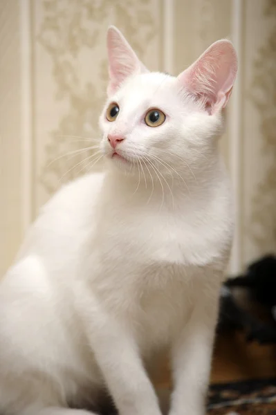 Смешной белый котенок — стоковое фото