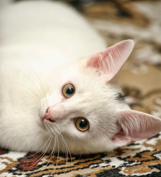 Vicces fehér cica — Stock Fotó