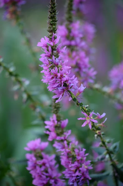 Fialové květy šalvěje v zahradě — Stock fotografie