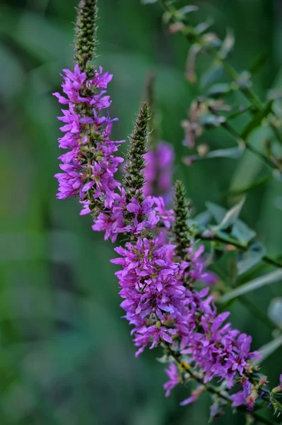 stock image Purple flowers of salvia in garden