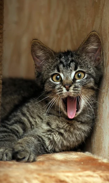 Зевающий котёнок — стоковое фото