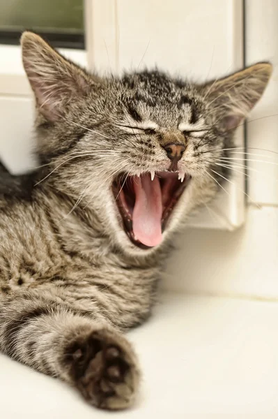 Esneme yavru kedi — Stok fotoğraf