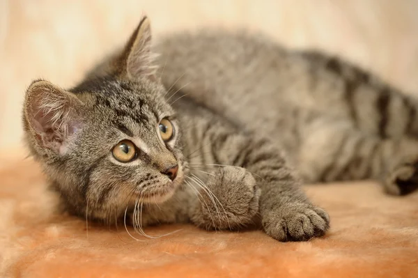 Смугастий кішка — стокове фото