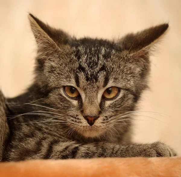 条纹的猫 — 图库照片