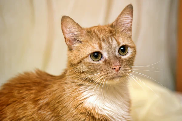 Gember kat met witborst — Stockfoto