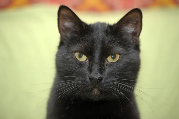 Černá kočka na zeleném pozadí — Stock fotografie
