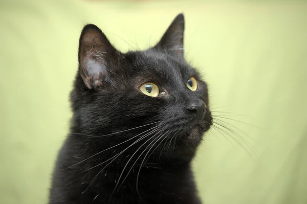 Schwarze Katze auf grünem Hintergrund — Stockfoto
