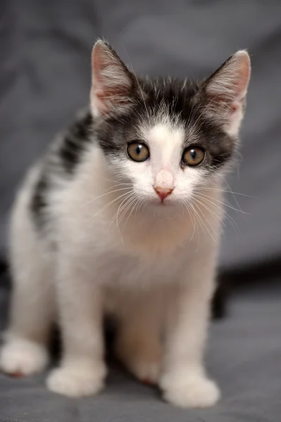 Beyaz Siyah yavru kedi oyunları ile — Stok fotoğraf