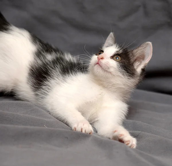 Beyaz Siyah yavru kedi oyunları ile — Stok fotoğraf