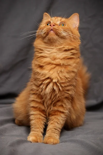 Zencefil kedi — Stok fotoğraf