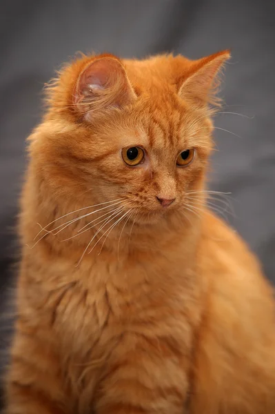 Jengibre gato — Foto de Stock