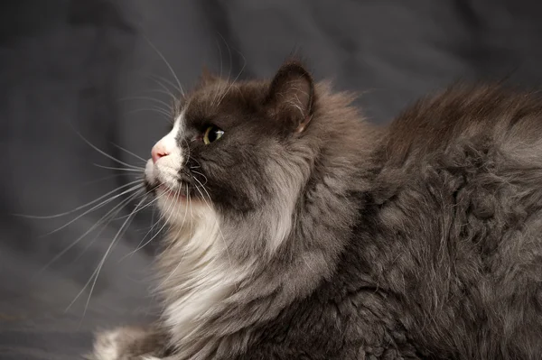 Gato turco doméstico branco e cinza — Fotografia de Stock