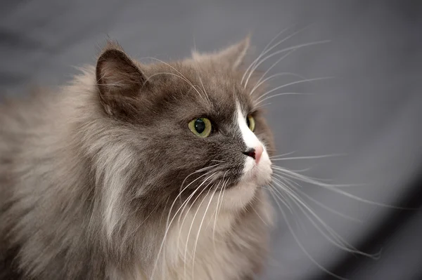 แมวตุรกีในบ้านสีขาวและสีเทา — ภาพถ่ายสต็อก