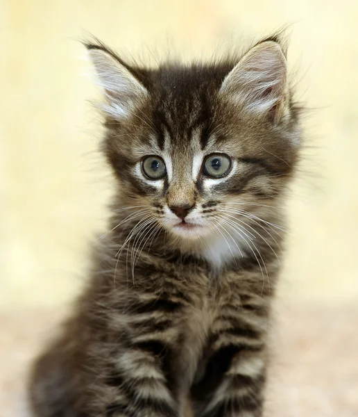 Fluffy tiger kitten — Stock Photo, Image