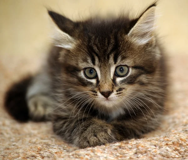 Tiger kabarık kedi yavrusu — Stok fotoğraf