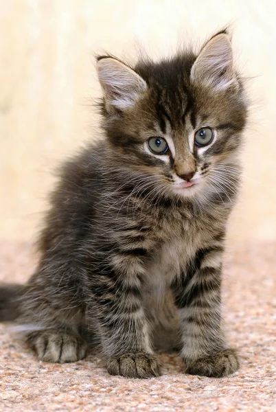 Пушистый тигровый котенок — стоковое фото
