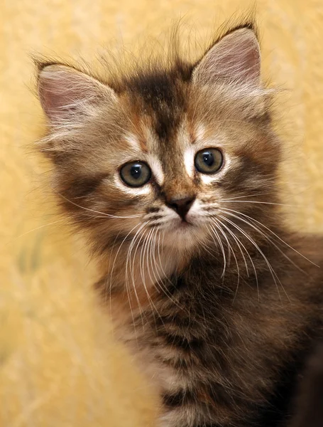 ふわふわタイガー子猫 — ストック写真