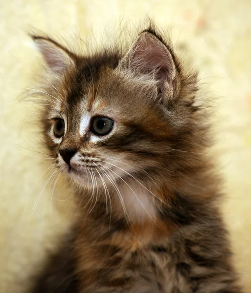 Пушистый тигровый котенок — стоковое фото