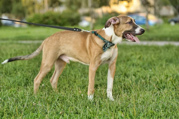 stock image Red dog