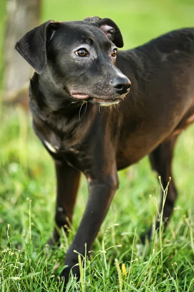 Black mongrel puppy — Stock Photo, Image