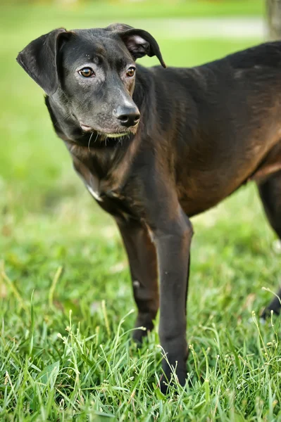 stock image Black mongrel puppy