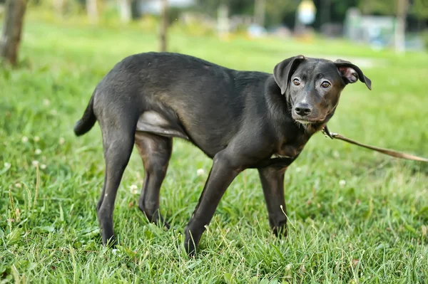 Cachorro de mestizo negro —  Fotos de Stock