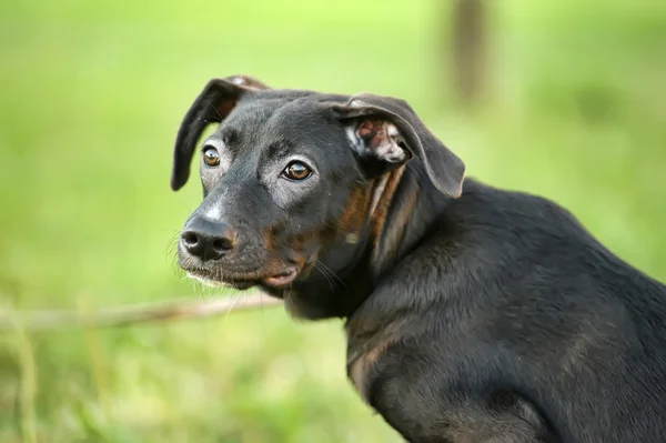 Black mongrel puppy — Stock Photo, Image