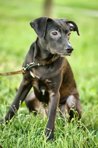 Cachorro de mestizo negro — Foto de Stock