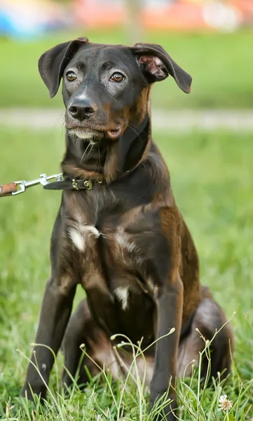 黒の雑種の子犬 — ストック写真