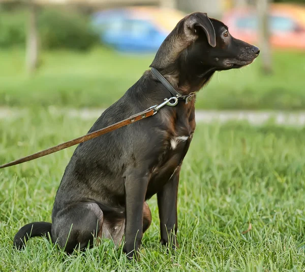 Cachorro de mestizo negro — Foto de Stock