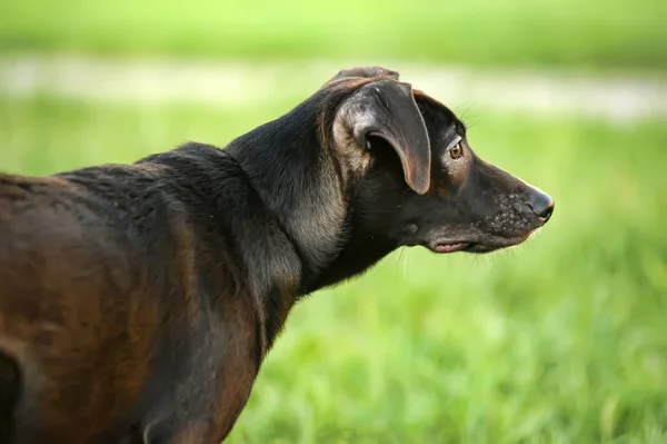 Siyah melez köpek yavrusu — Stok fotoğraf