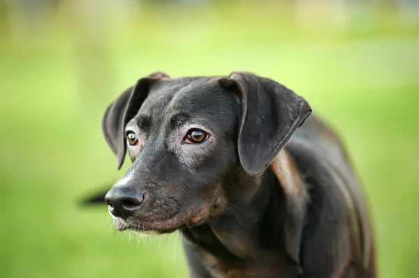 Černý kříženec štěně — Stock fotografie