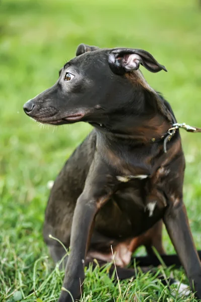 Filhote de cachorro mestiço preto — Fotografia de Stock