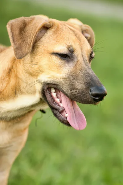 stock image Red dog