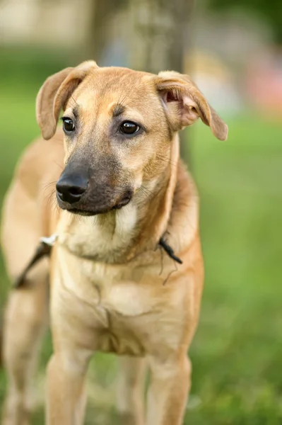 stock image Red dog