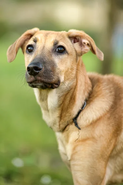 stock image Red dog