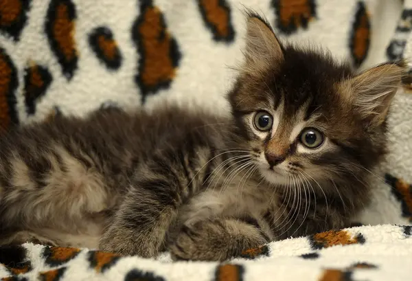 stock image Siberian kitten