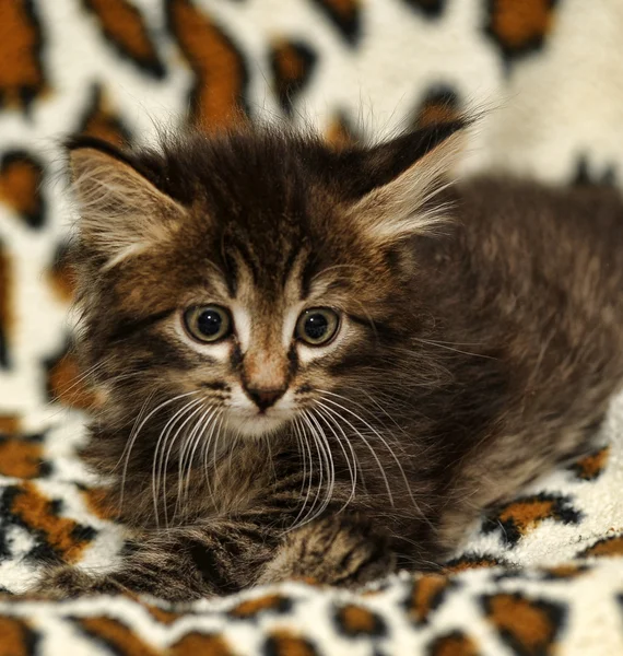 Siberian kitten — Stock Photo, Image
