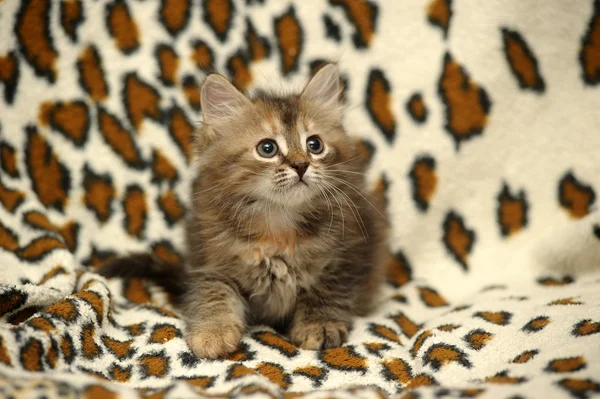 シベリアの子猫 — ストック写真