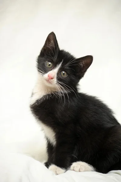 Fekete-fehér cica — Stock Fotó
