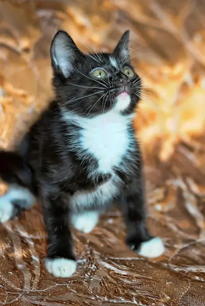Fekete-fehér cica — Stock Fotó