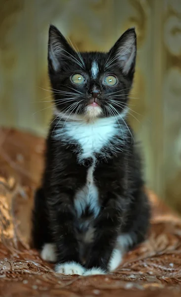 Gatito blanco y negro — Foto de Stock