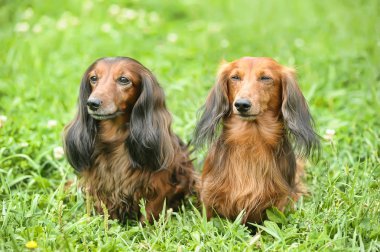 Two dachshunds clipart
