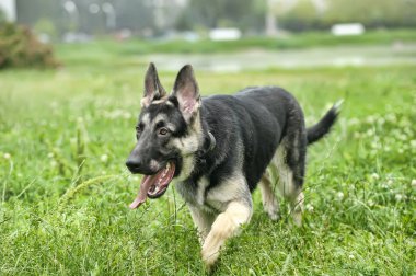 Beautiful German Shepherd Dog outdoors clipart