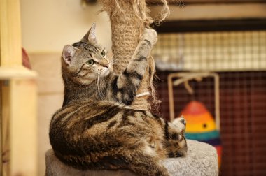 Cat and Scratching Post clipart