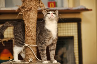 Cat and Scratching Post clipart